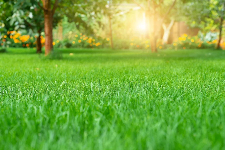 The Importance Of Seasonal Lawn Care For Long-term Health Bolivia, NC