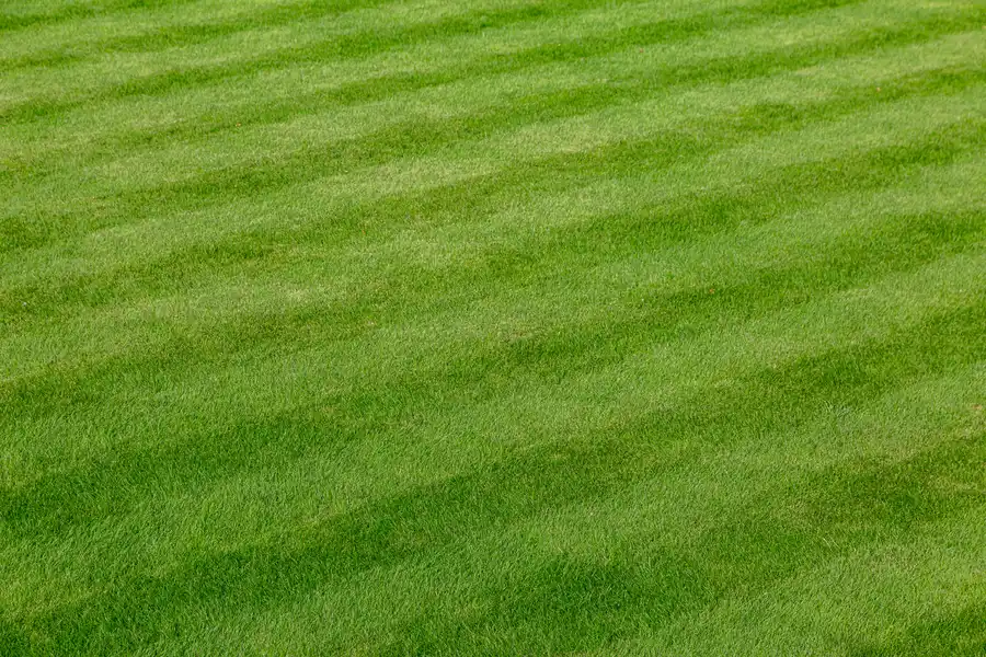 The Role Of Lawn Care Services In Preventing Weed Growth Bolivia, NC